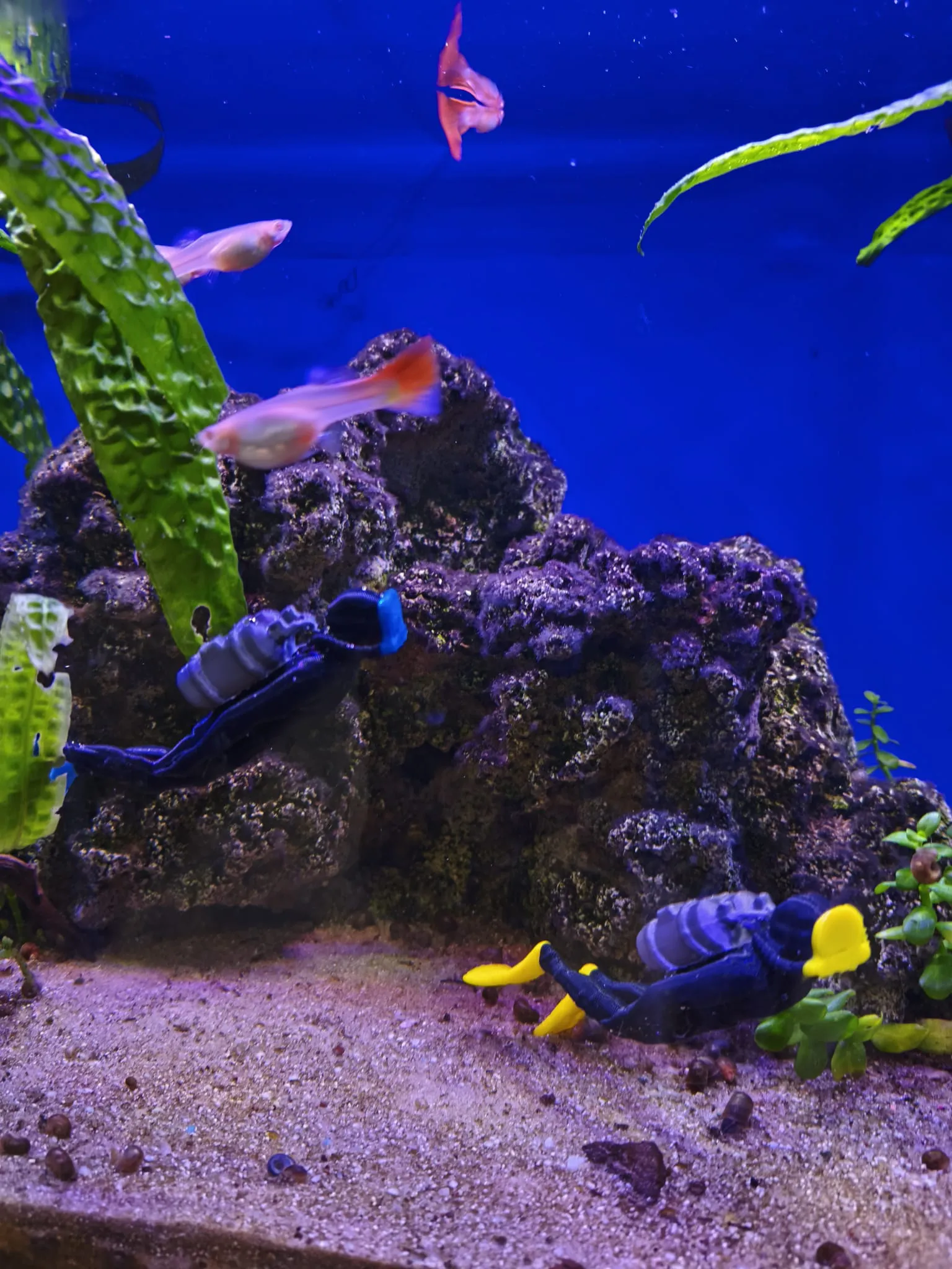 Akvaryum içi Dalgıç Balık Adam