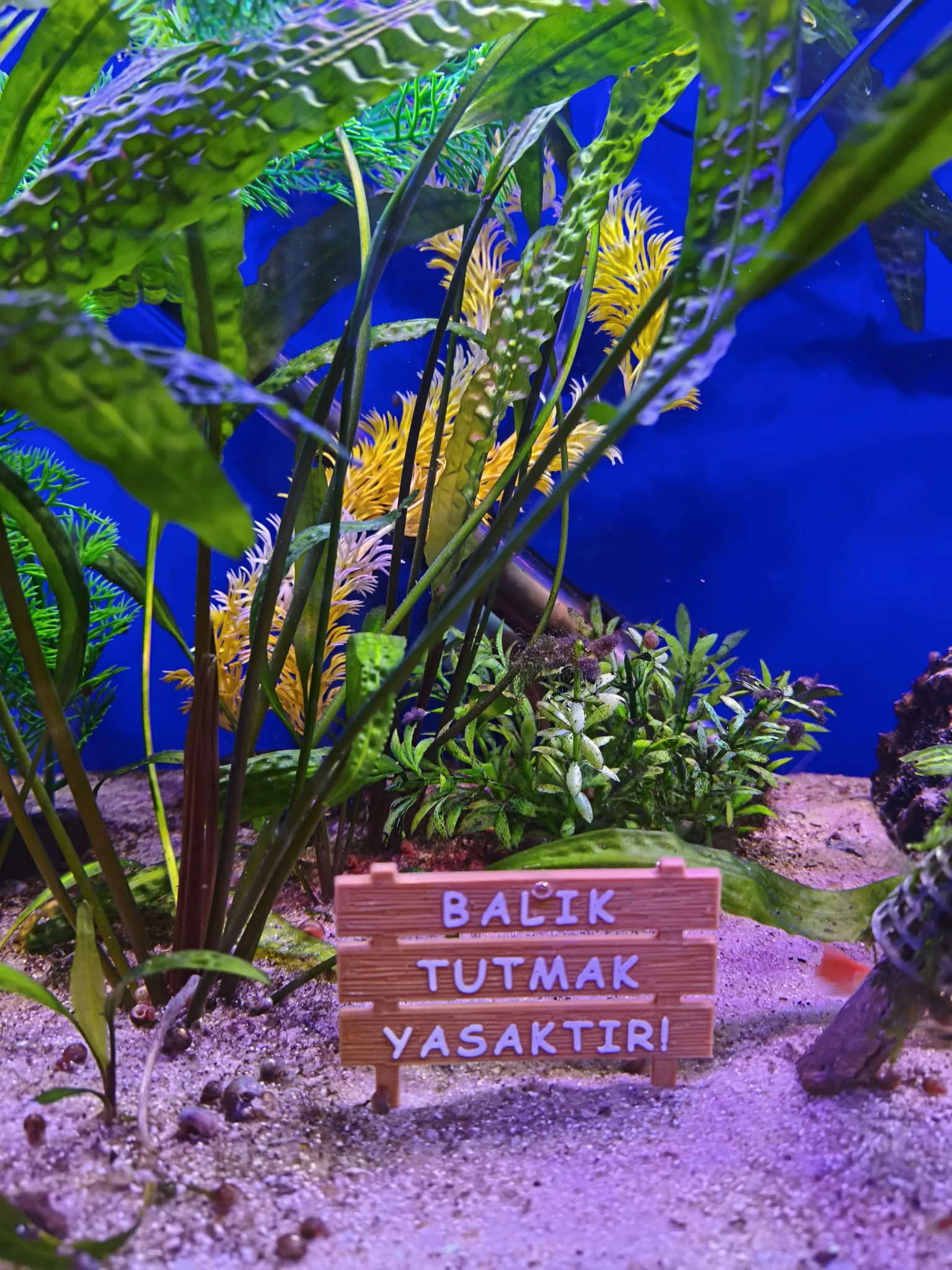 Akvaryum içi Dekor (Balık Tutmak Yasaktır)